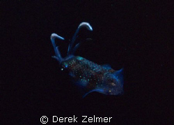 Carribean Reef Squid, night shot at Graham's Harbor on Sa... by Derek Zelmer 